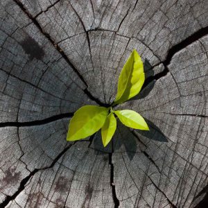 sprout from trunk (square)